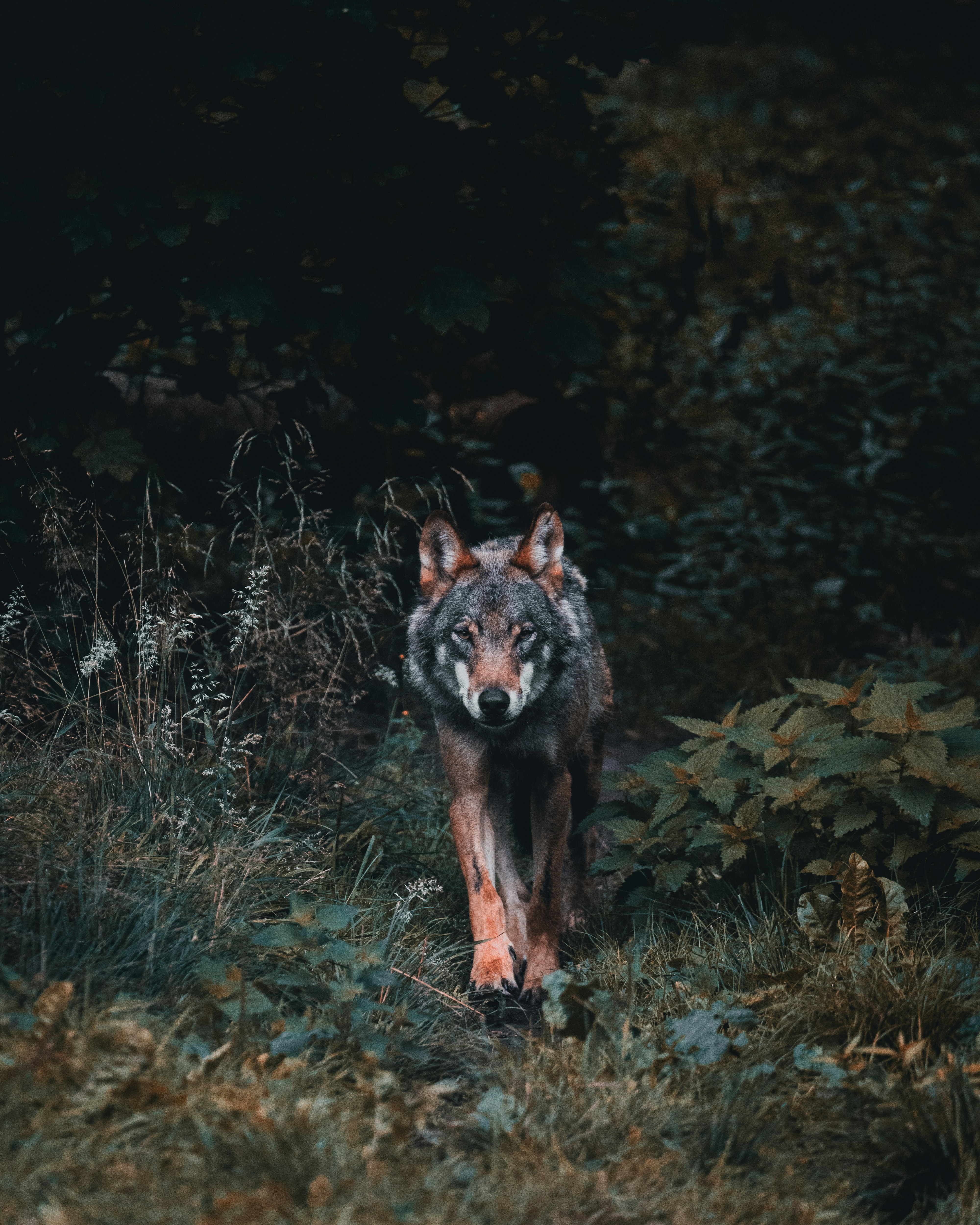 Red Wolf Approachs.